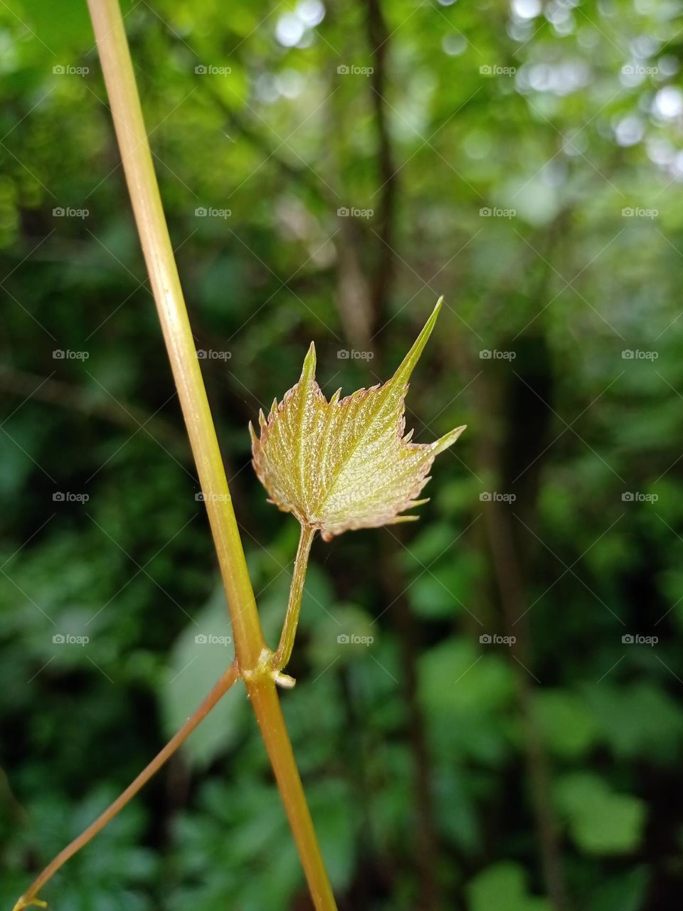 beautiful green leaf in over garden clousup photo with nice blur effects