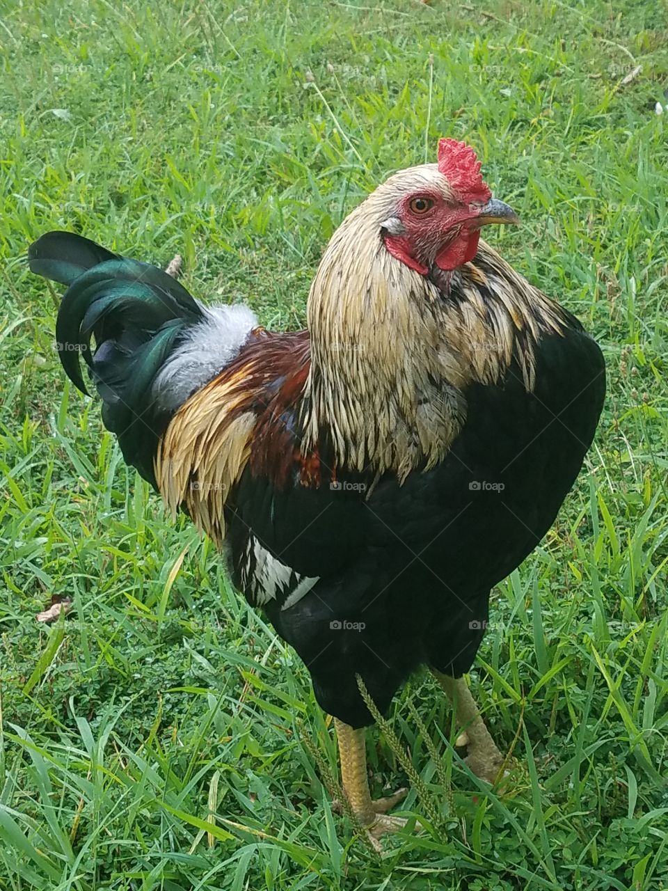 Stripey the rooster