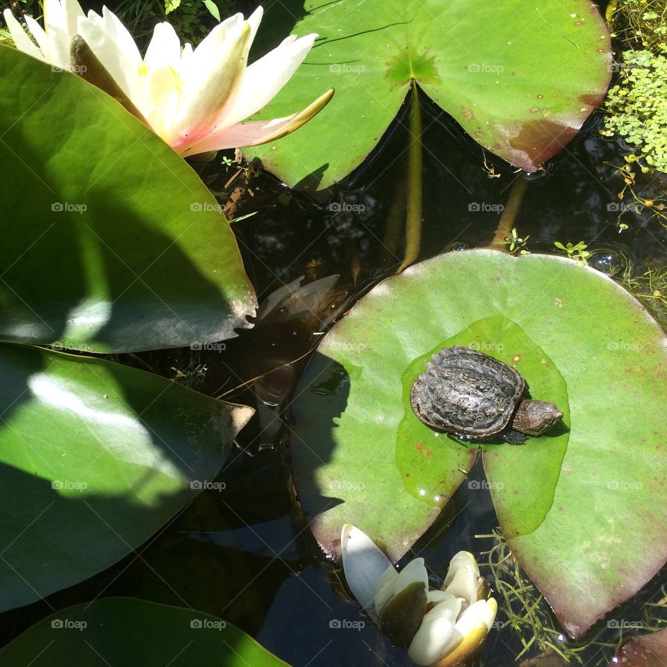 Snapping turtle and water garden 
