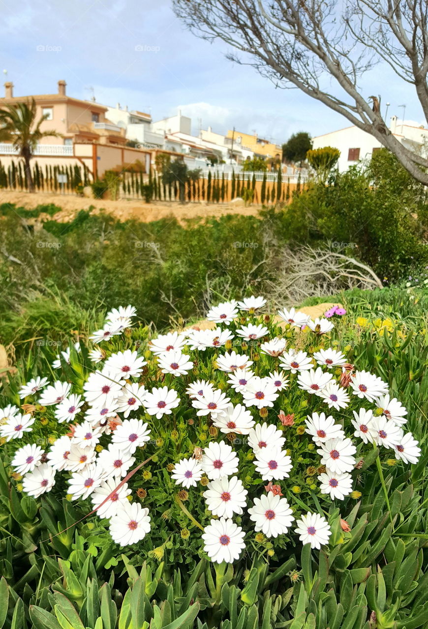 Spring in Spain