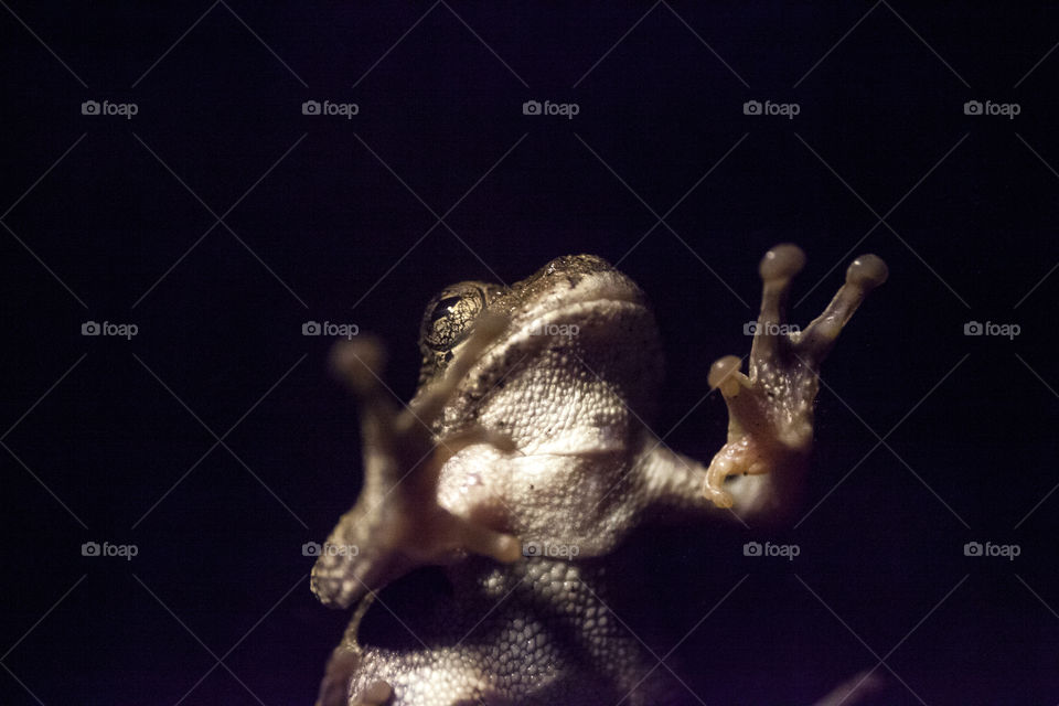 frog on glass at night side view