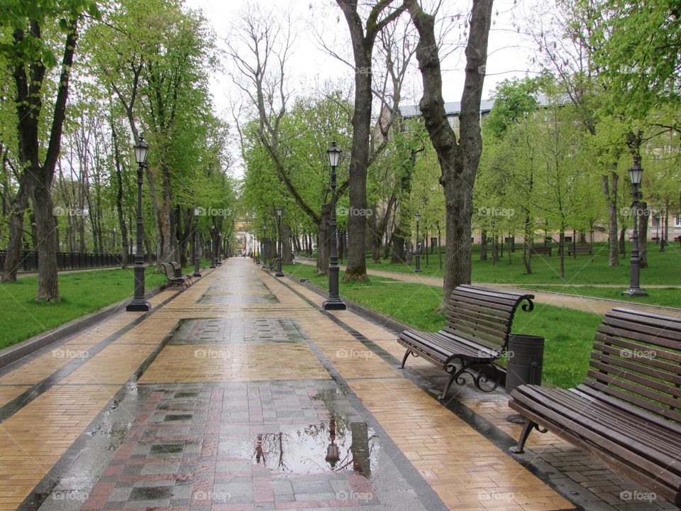 Spring park after rain