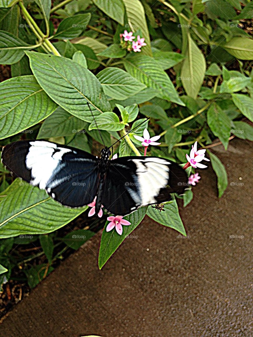 Black and white butterfly