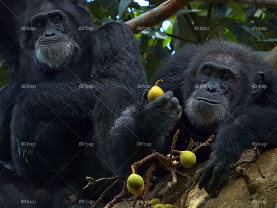 food jungle fruit monkey by sambz