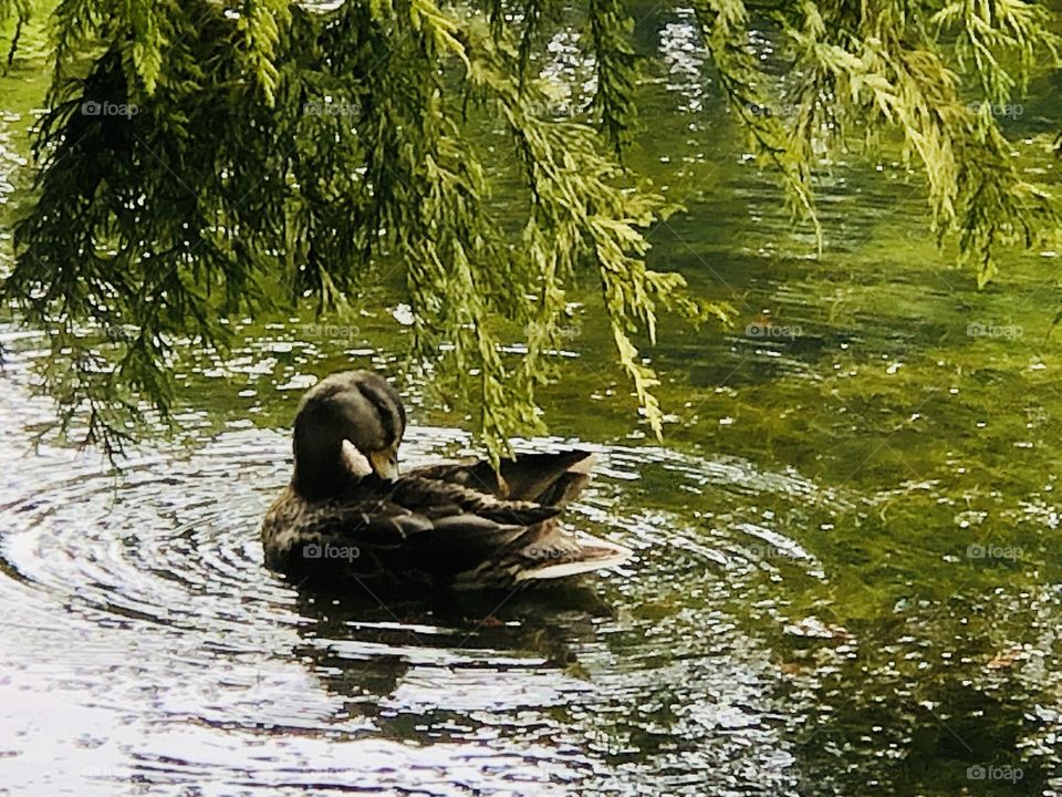 Beautiful Mallard Duck Swimming Beacon Hill Park Morning Photography 