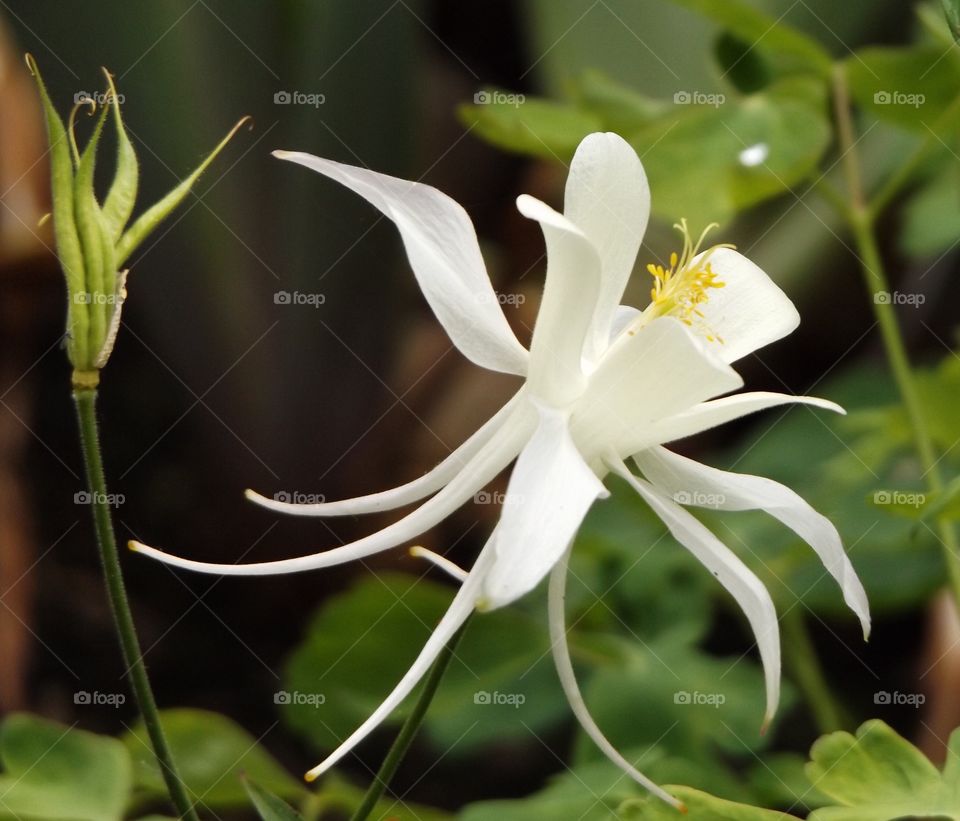 Close-up of a white lily