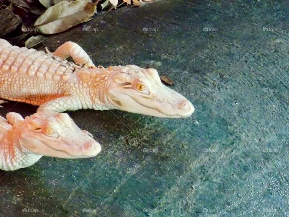 Baby Albino Alligators 