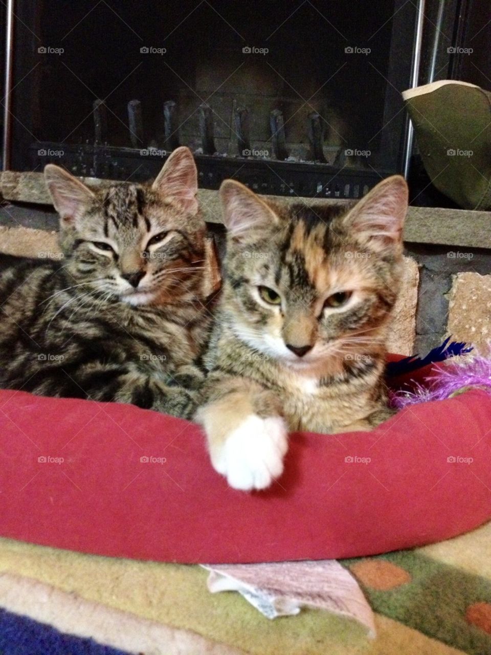 Kitten Duo 
