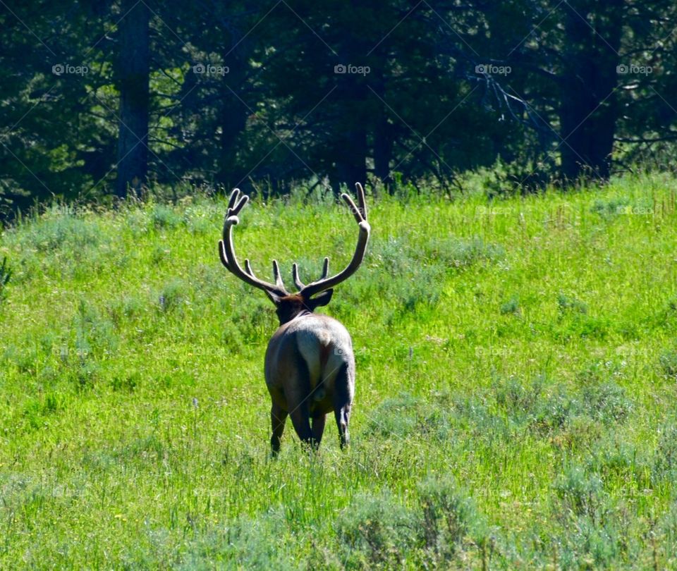 Retreating Elk