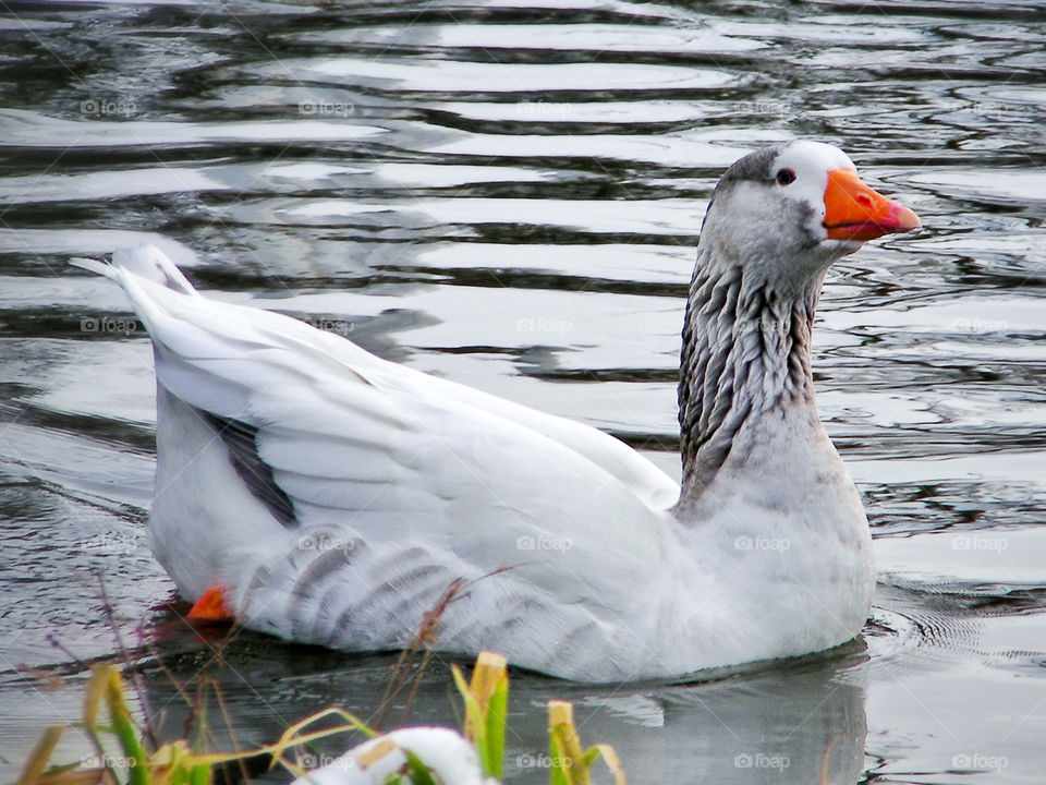 Goose in Water