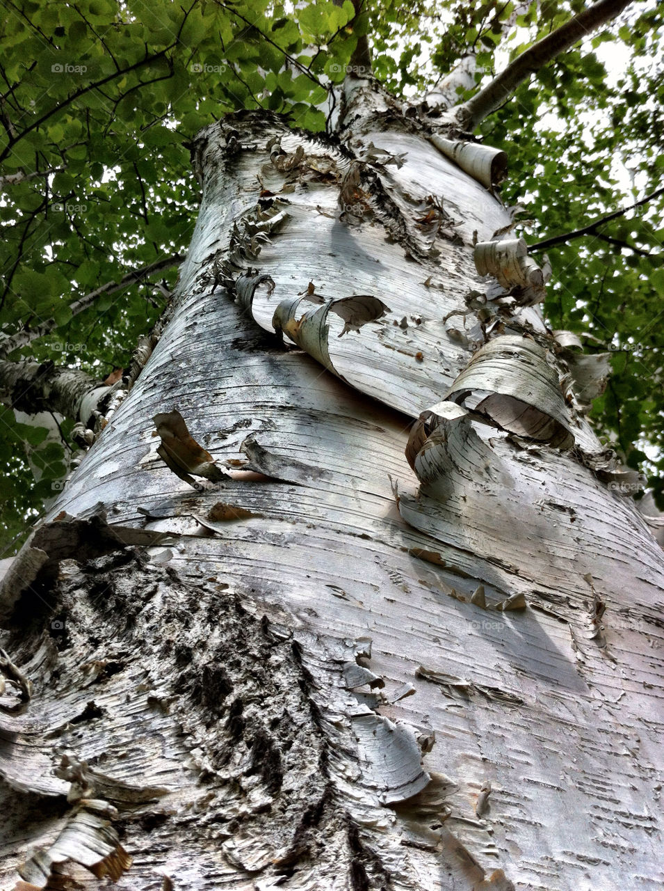 tree birch bark by momjan