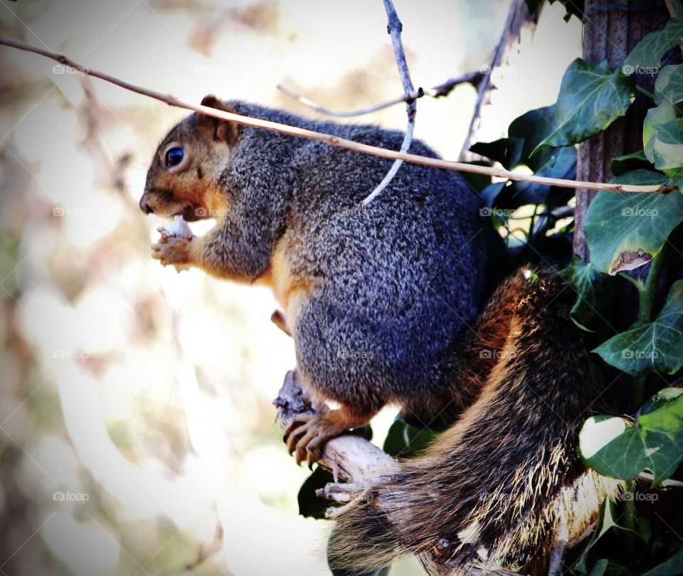 Squirrel Out on a Limb