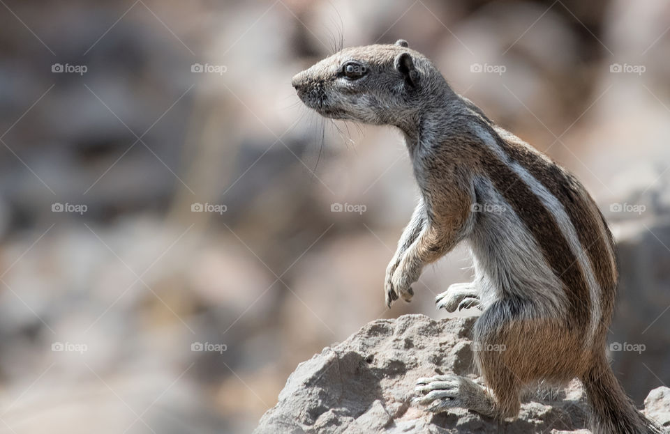 The squirrel is dtanding on  the rocks