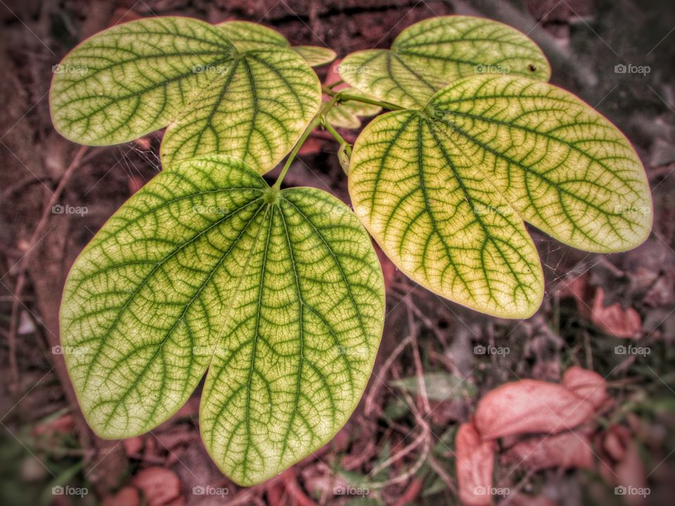 Bauhinia Purpurea- kanchan leaf
