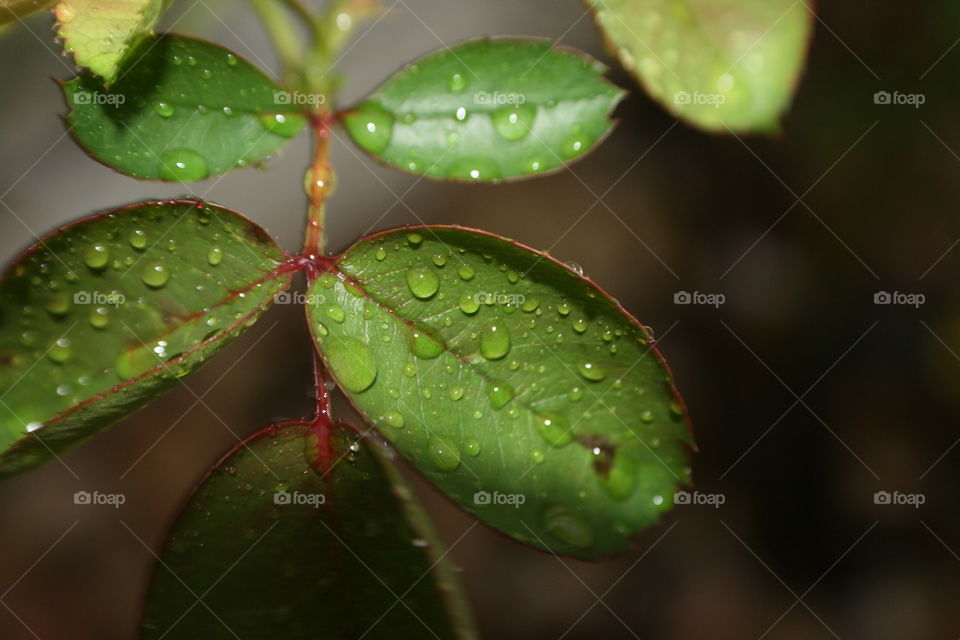 Water on leaves