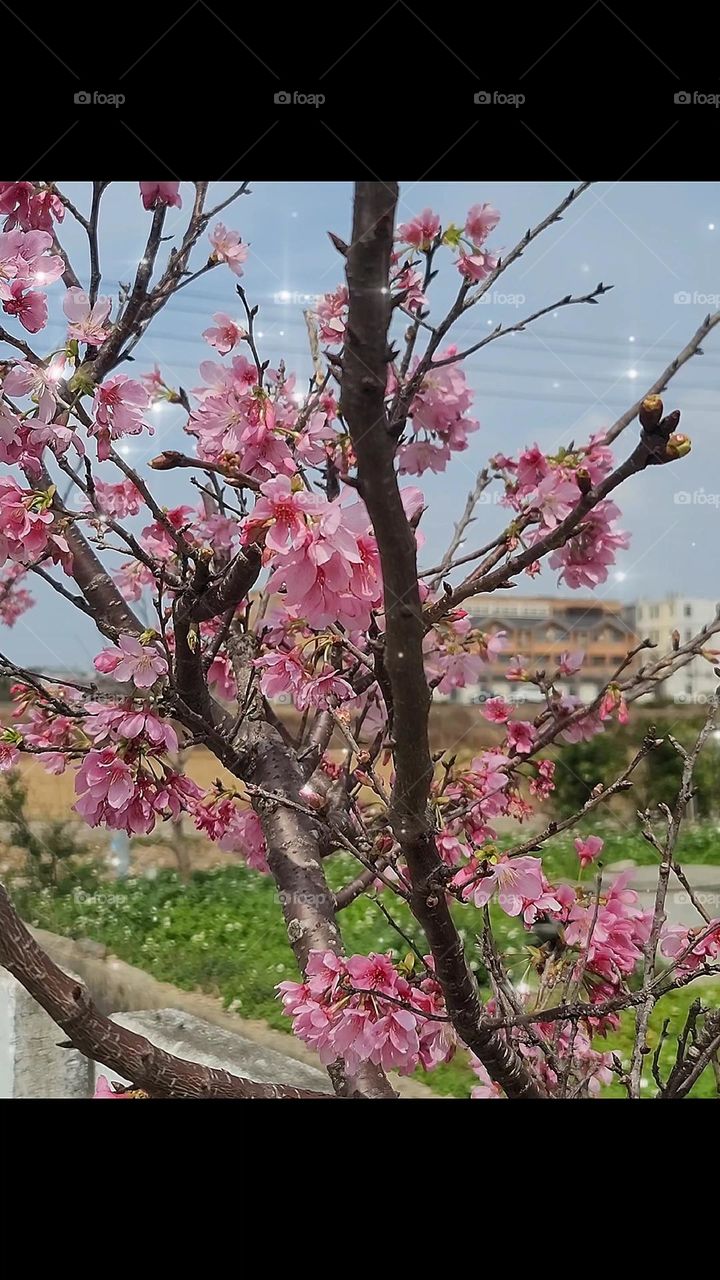 spring blossoms