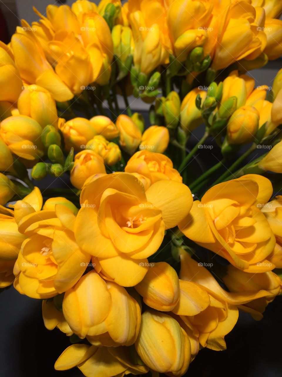 High angle view of yellow flower