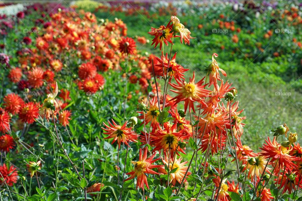 Zinnia Flowers In Bloom