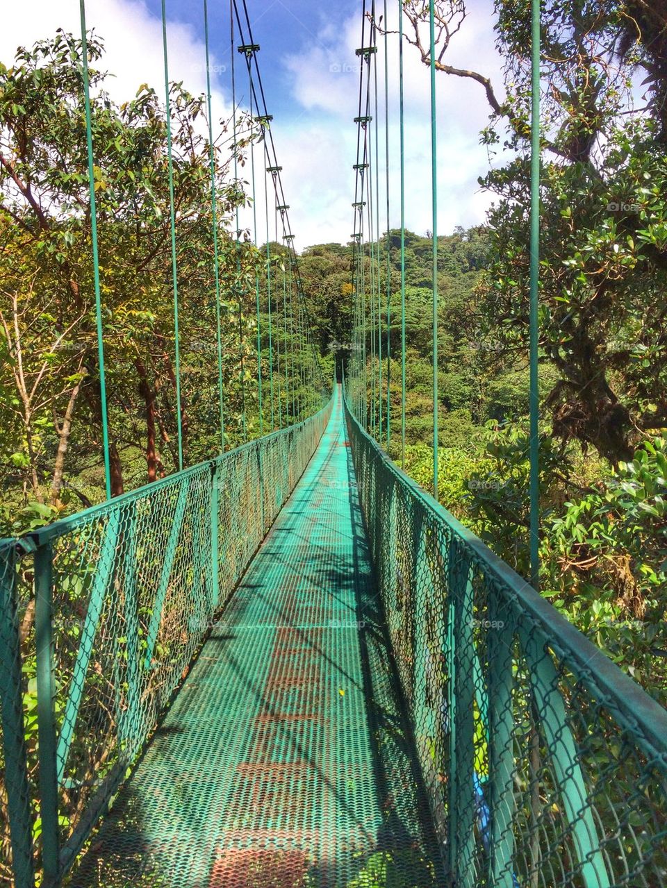 Hanging Bridge in the Cloud Forrest