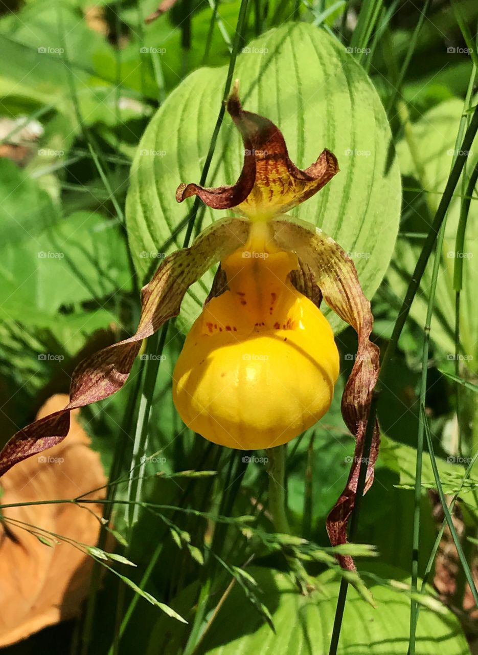Ladyslipper