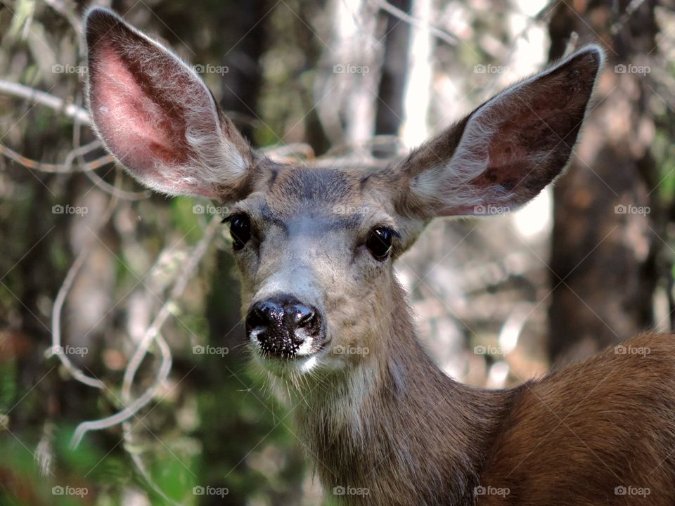 Oh Deer. she's ready for her close up