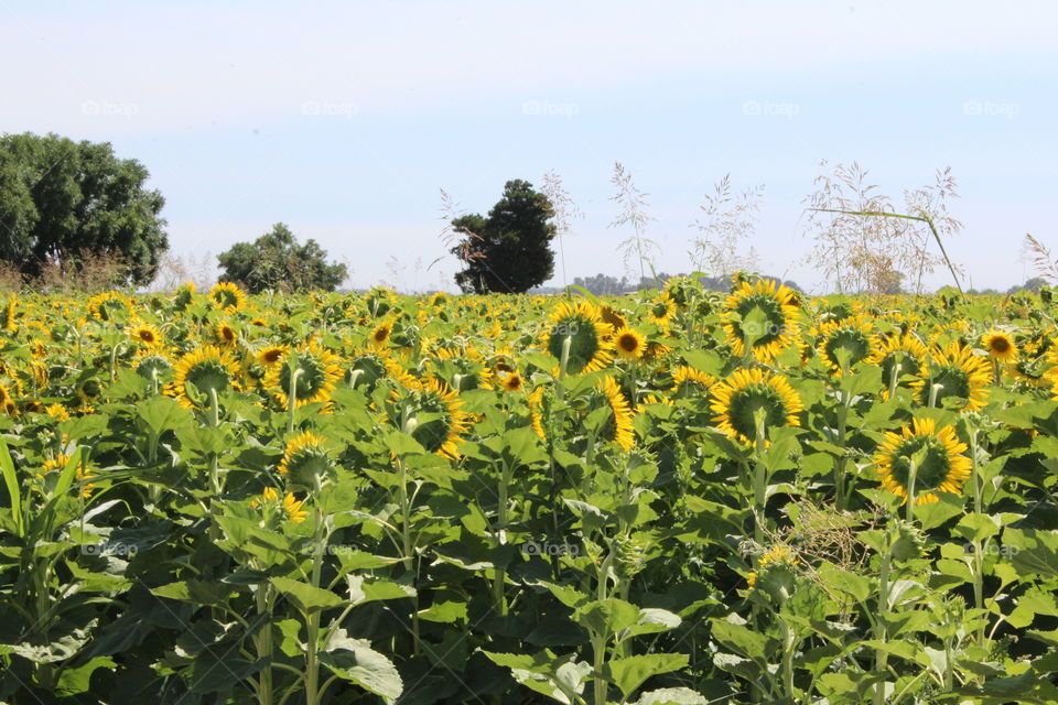 California sunflower field
