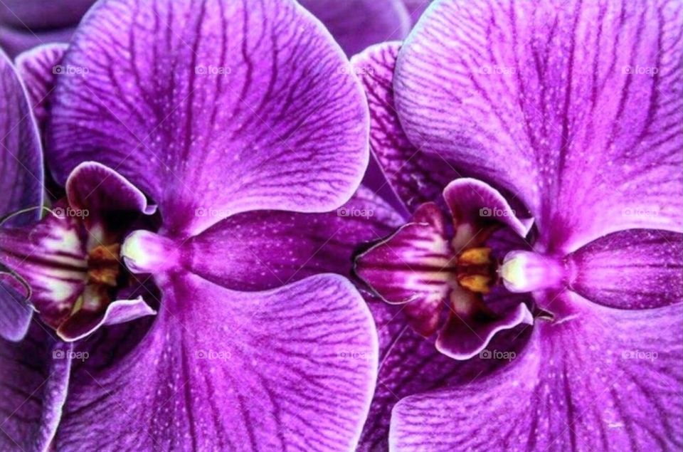 Close up of an orchid taken at Lewis Ginter Botanical Gardens in Richmond, VA 