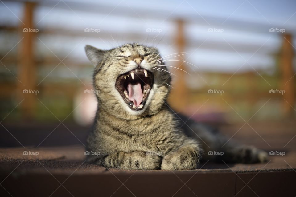 the cat is yawning