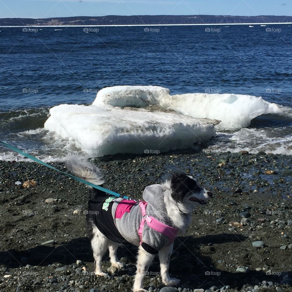 Rosie's Seashore Adventure 