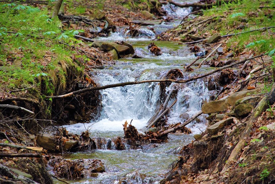 Along the banks of a mountain stream