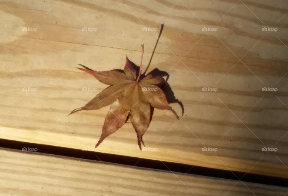 Autumn leaf. found this single Japanese maple leaf on my porch railing 