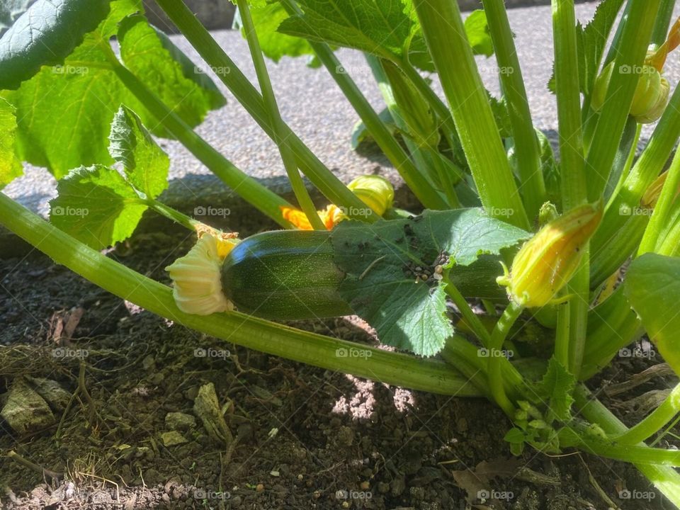 Zucchini 
