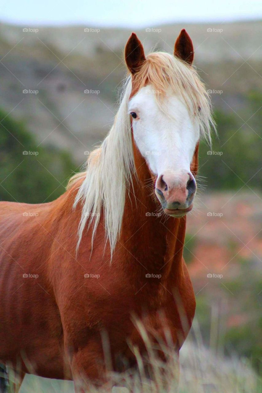 horse
