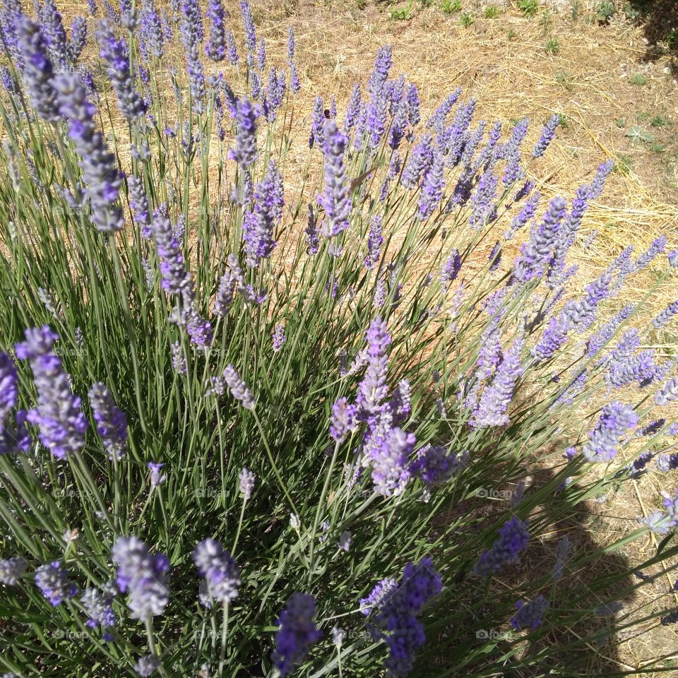 Lavander