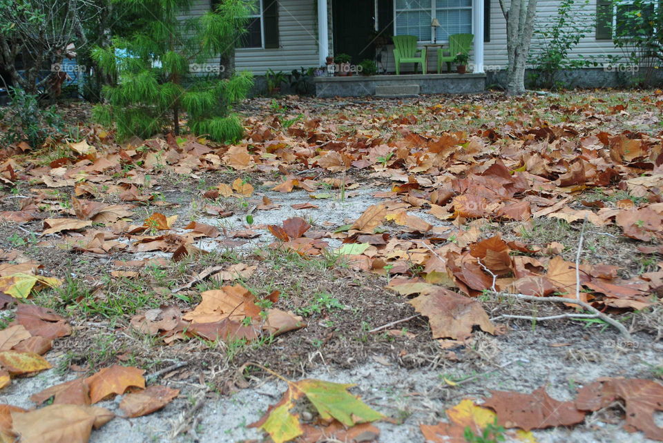 Leaves on the ground