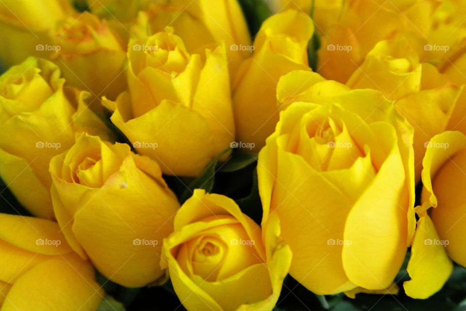 Yellow roses 