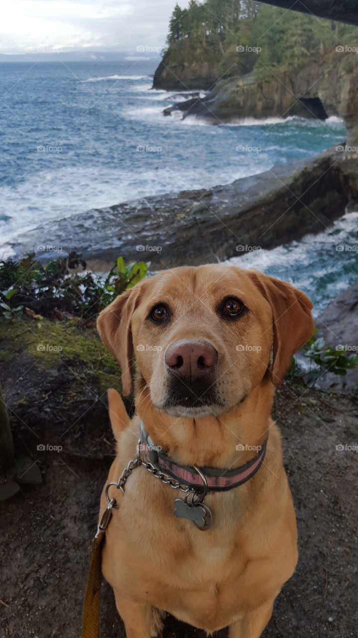 dog by cliffs