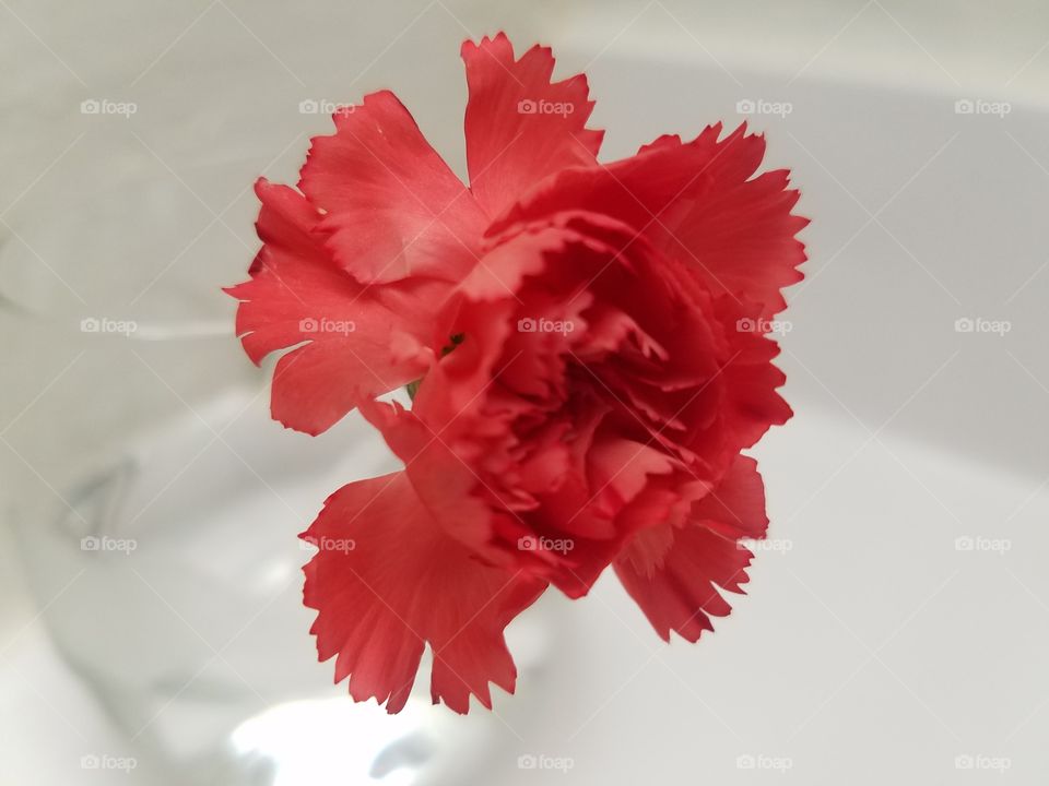 Carnation in the bathroom
