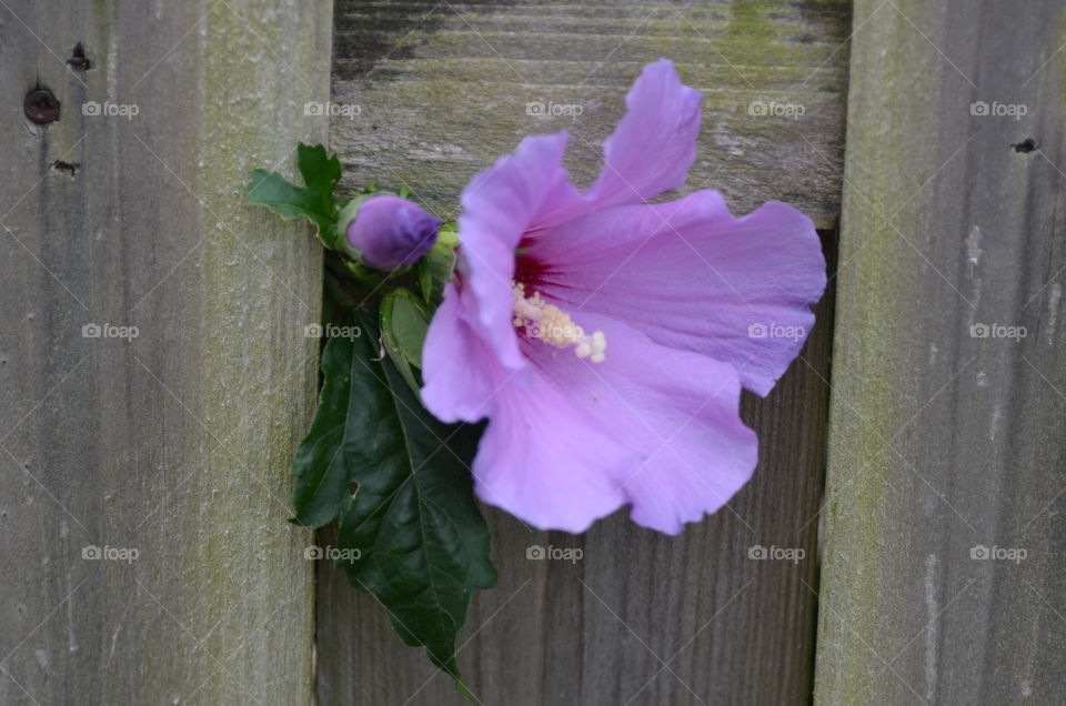 Flower growing through fence.