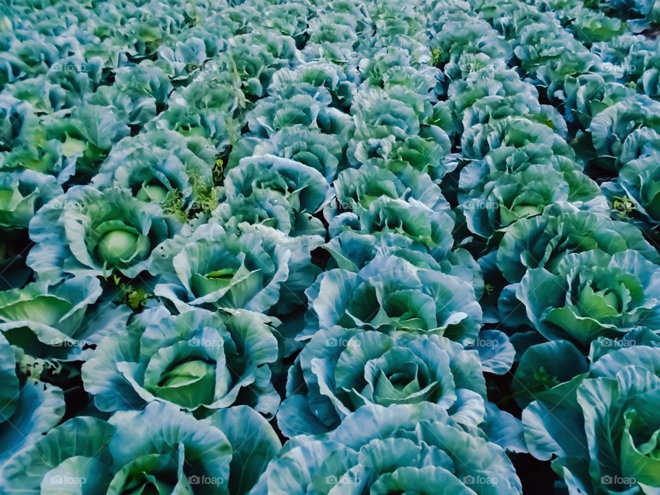 cabbage