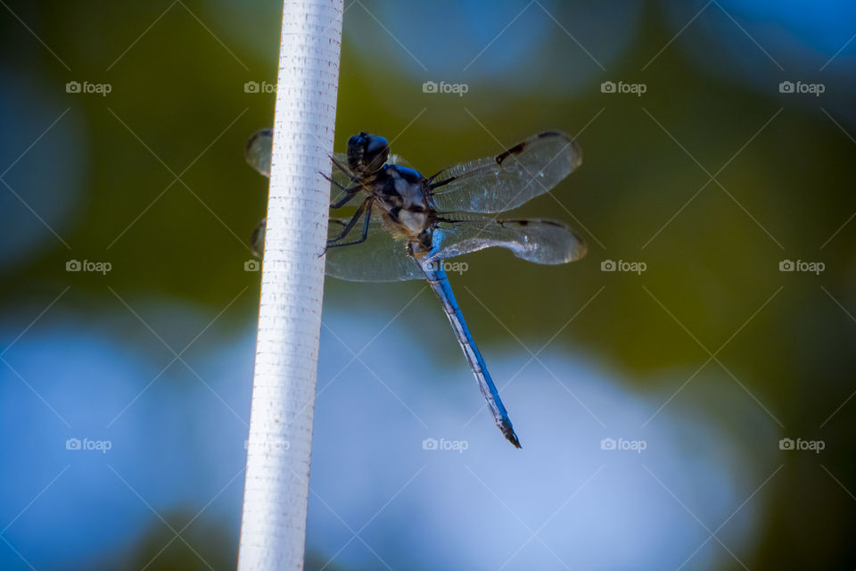 Dragonfly