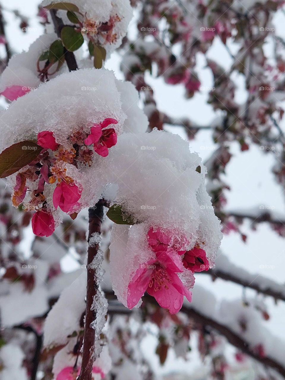Branches with Japanese cherry blossom covered with April snow