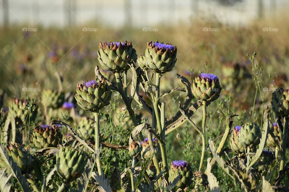 Artichoke field view