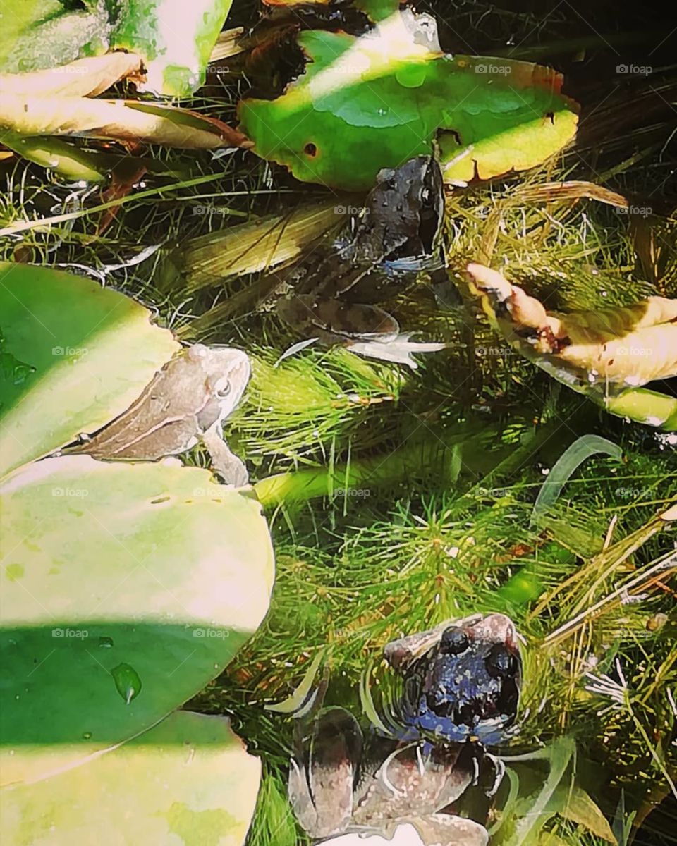 Sunbathing frogs