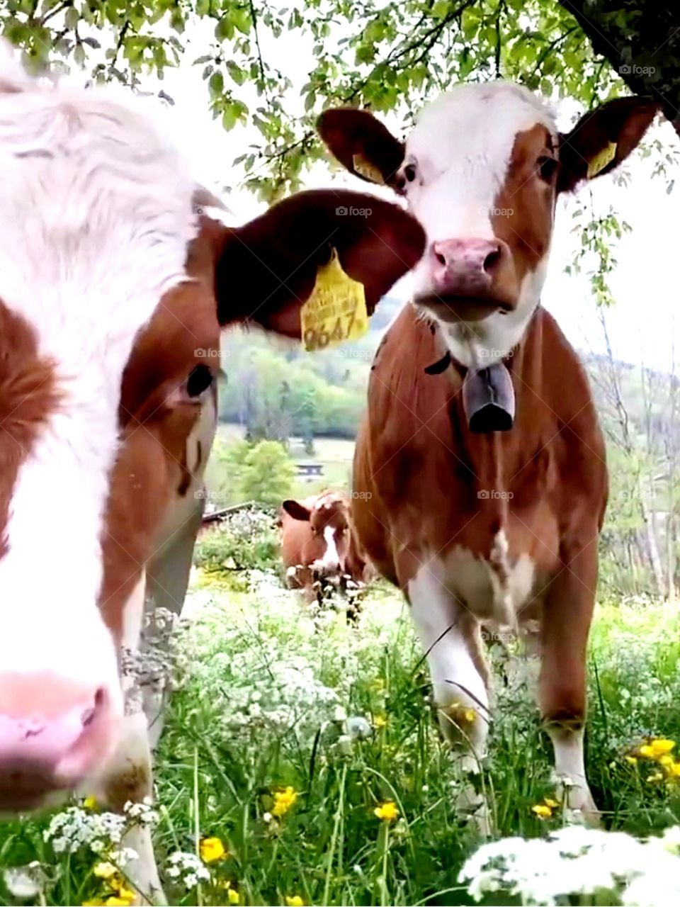 😁🐄🐄🐄😂🤣🤣📸❤️