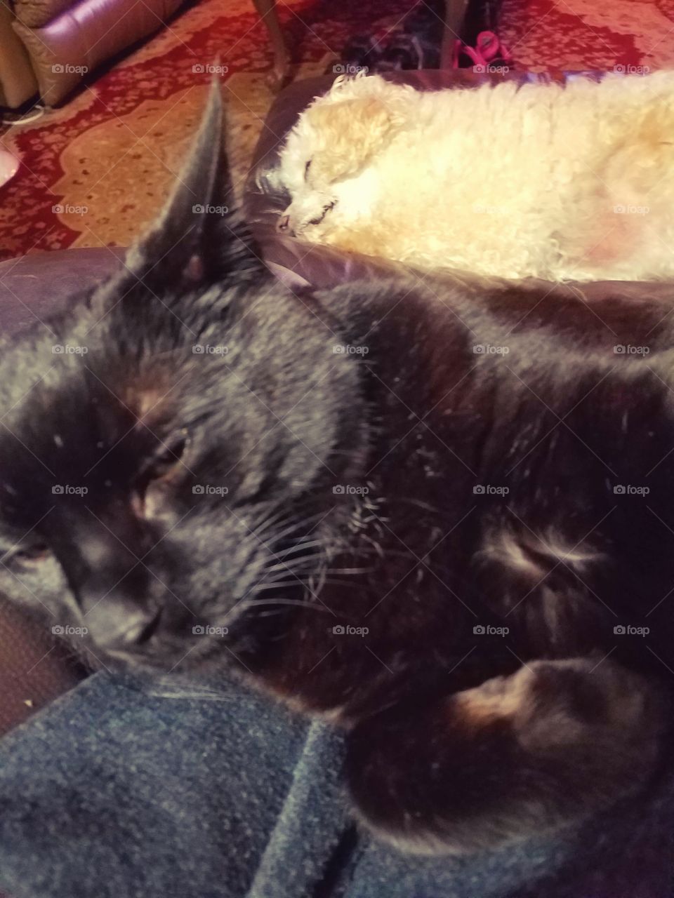 Sleeping cat, sleeping dog.