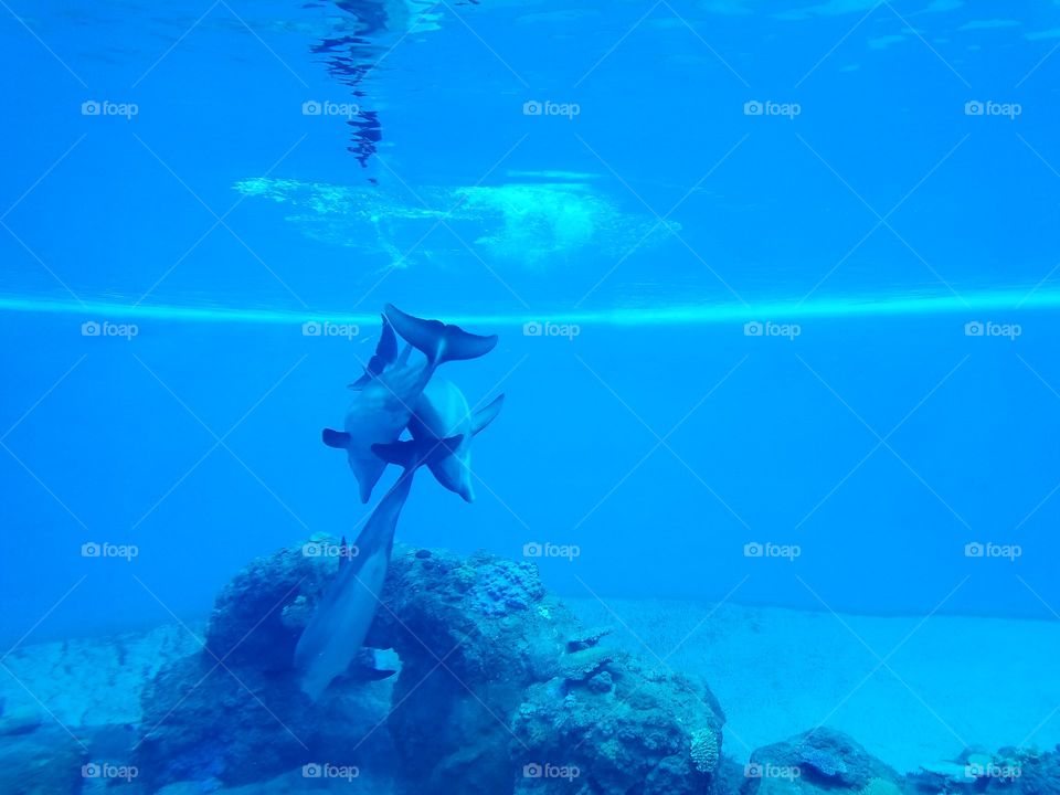 Daddy Dolphin Plays With Sons