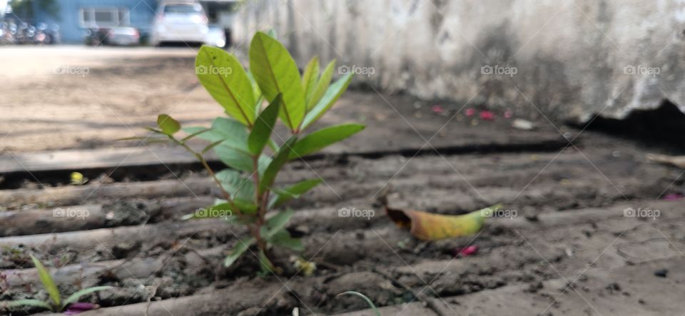 life can grow anywhere