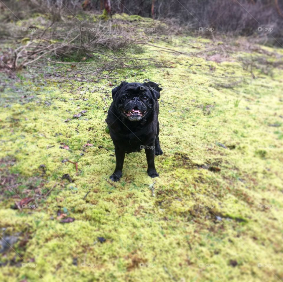 Happy pug on the trail. Francis King Park, Vancouver Island, British Columbia, Canada. 