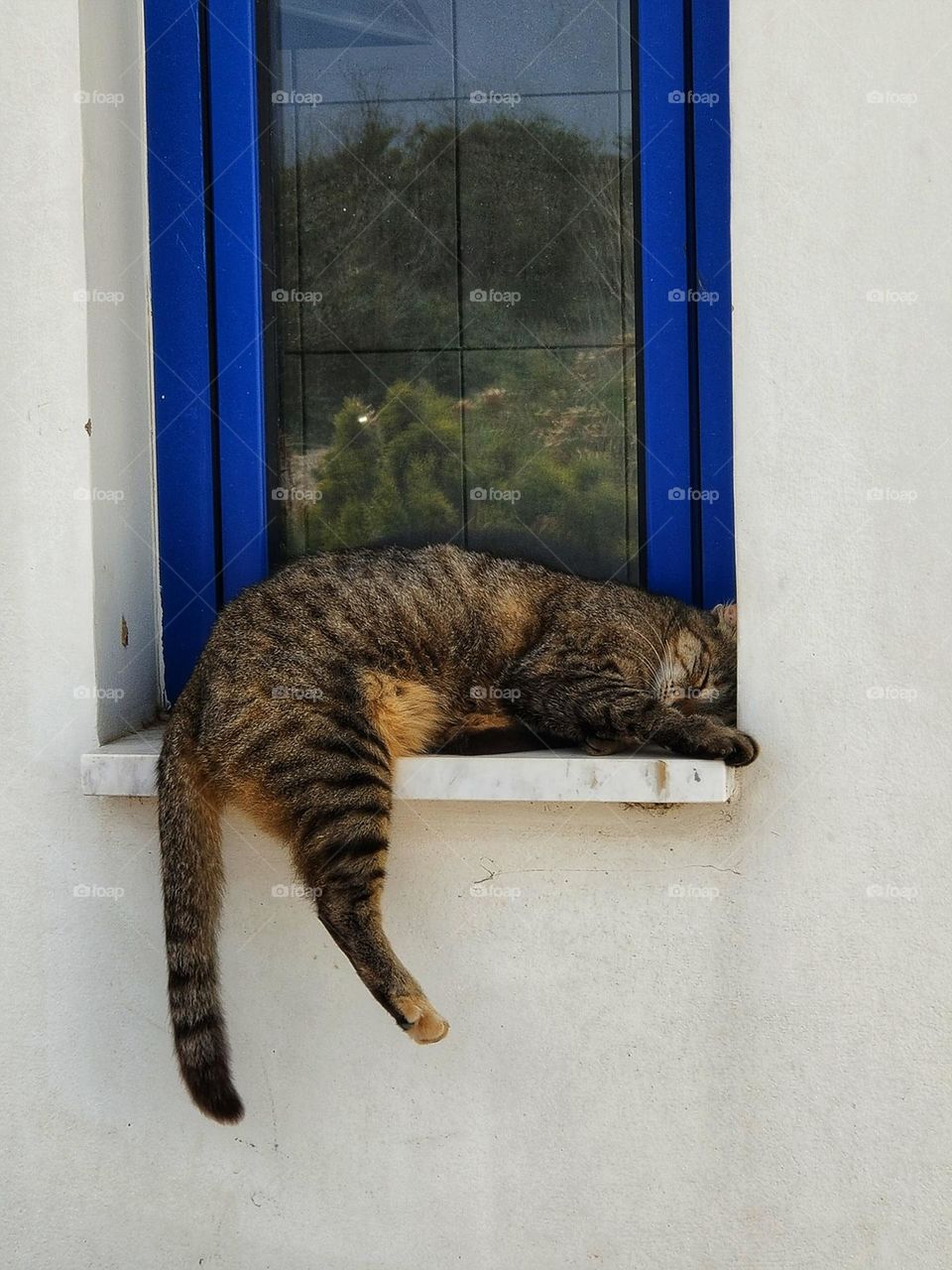 A cat is sleeping on the windowsill